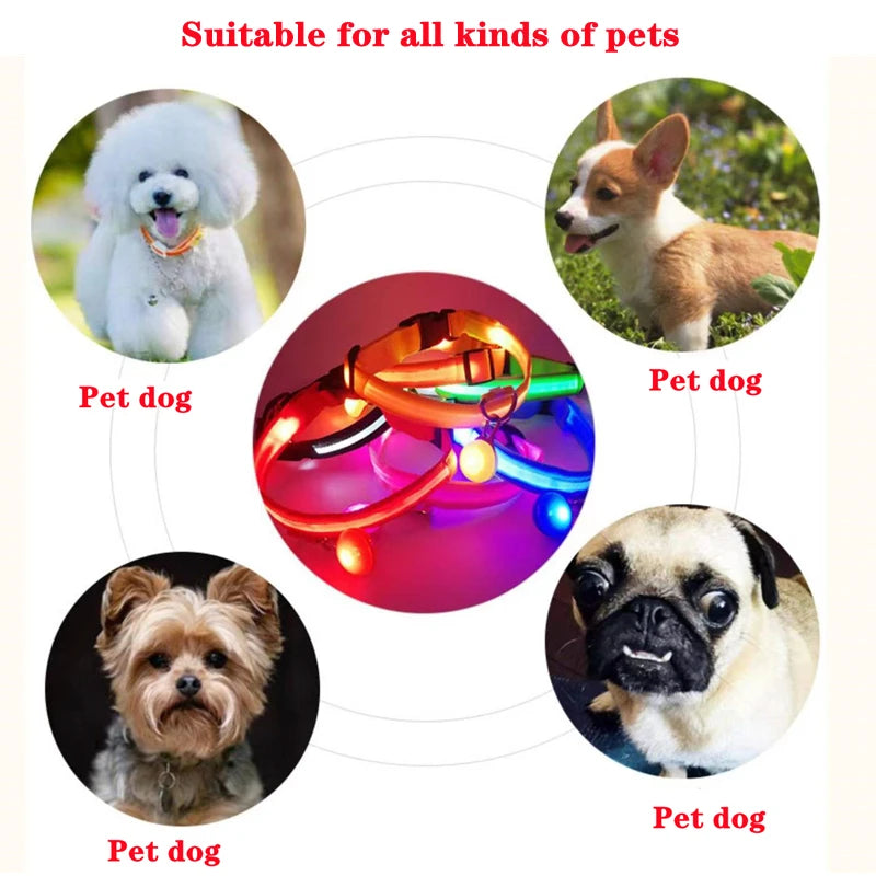 Collier Lumineux USB pour Chien & Chat – LED Sécurité de Nuit avec Pendentif
