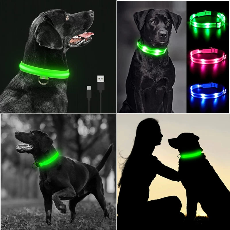 Collier Lumineux USB pour Chien & Chat – LED Sécurité de Nuit avec Pendentif