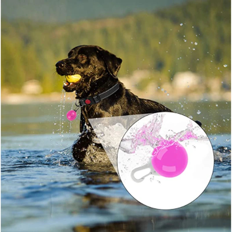 Collier Lumineux USB pour Chien & Chat – LED Sécurité de Nuit avec Pendentif