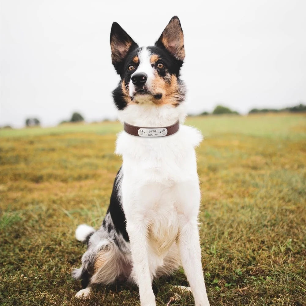 Collier Personnalisé en Cuir pour Chien & Chat – Gravure Nom et Numéro