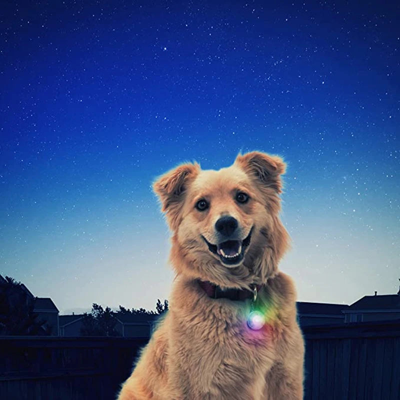 Collier Lumineux USB pour Chien & Chat – LED Sécurité de Nuit avec Pendentif