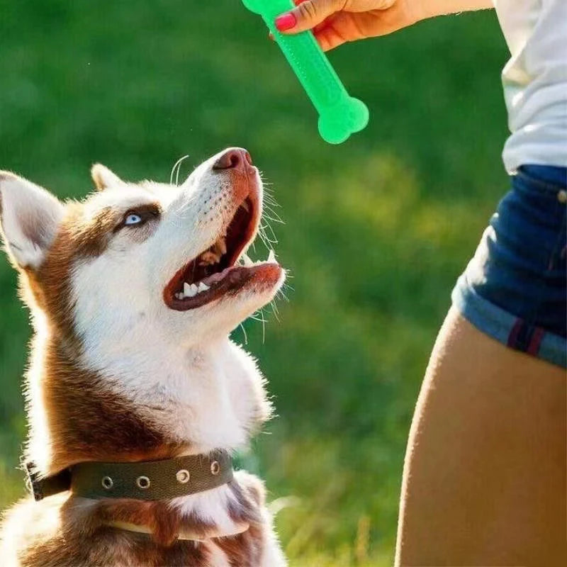 Jouet à Mâcher pour Chien – Os en Caoutchouc Résistant pour Hygiène Dentaire