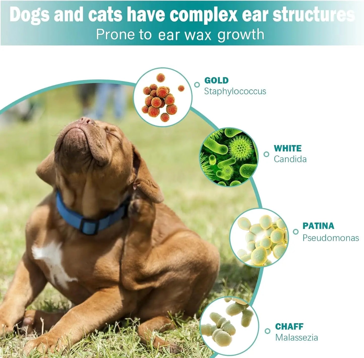 Lingettes Nettoyantes pour Oreilles – Chiens & Chats – Nettoyage Doux et Anti-Odeurs